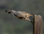 California Quail taking off